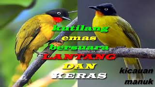 Download lagu kutilang emas bersuara lantang dan keras. nomor 1 dunia!!! mp3 Download lagu kutilang emas bersuara lantang dan keras. nomor 1 dunia!!! mp3