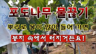 [텃밭농부 1,992]  포도나무 장마철 웃거름 주고 뿌리 물끊기 방법. #포도재배