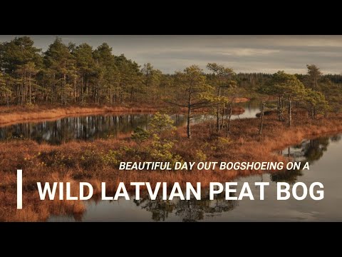 Bogshoeing on a Wild Latvian Peat Bog