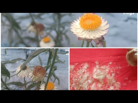 How to collect paper daisy flower seeds | daisy plant | Sheeba Vlogs