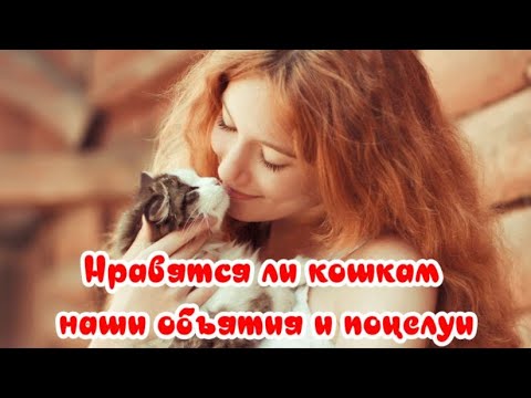 Нравятся ли кошкам наши объятия и поцелуи  Do cats like our hugs and kisses