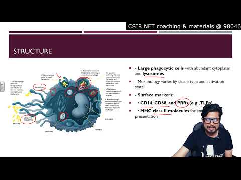 Inflammation animation Steps of inflammatory response Shomu s Biology