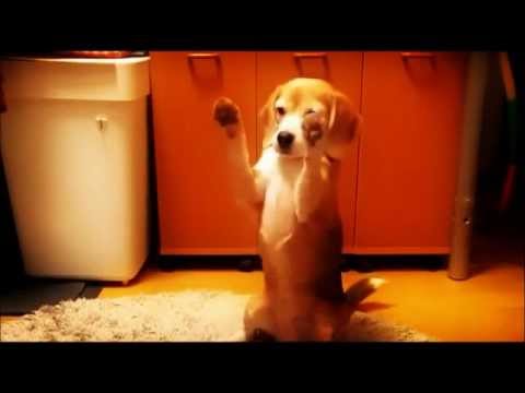It's A Dog's  Life Donovan Tucker Songwriter