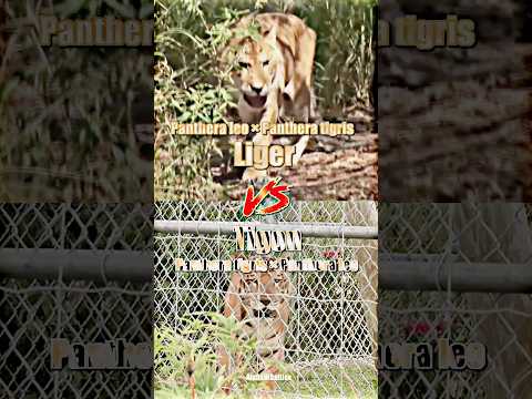 Liger vs Tigon #wis #1v1 #wisedit #wildlife #liger #tigon #bigcat #mammals #lion #tiger