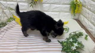ハーフ犬の動画01