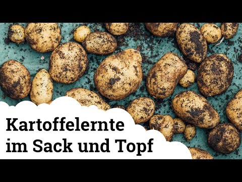 Kartoffel | Die Ernte vom Sack und Topf 🥔🌱