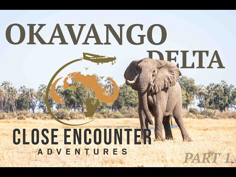 Exploring the Okavango Delta: Part 1 – A Botswana Safari Adventure