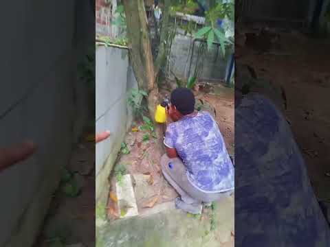 Tratamento Contra Fungos em Jambeiro – Serviço Especializado SVGarden | Salvador, Lauro de Freitas.