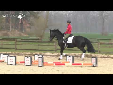 Grundausbildung junger Pferde - Wichtige Lektionen im Dressurviereck | Ingrid Klimke