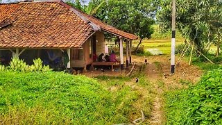 Download lagu The atmosphere of the remote villages in Lebak Regency, Banten is cool and fresh, making the resi... mp3