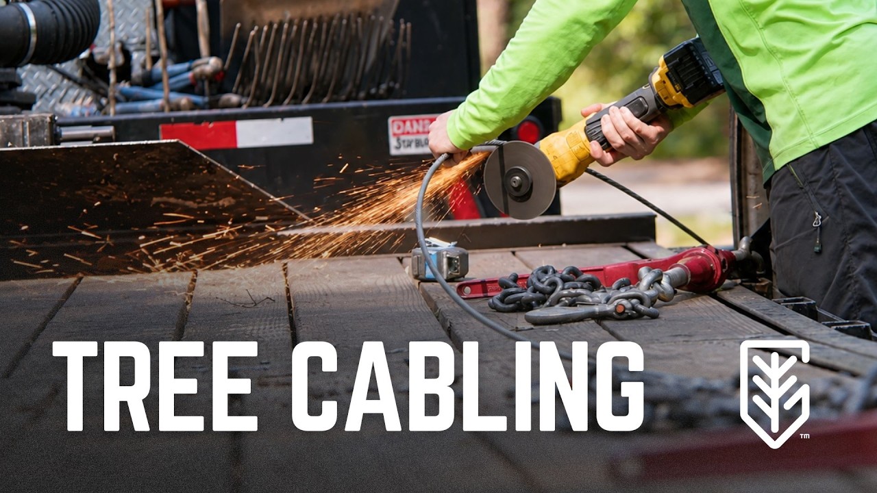 Tree Cabling: Preservation Over Removal