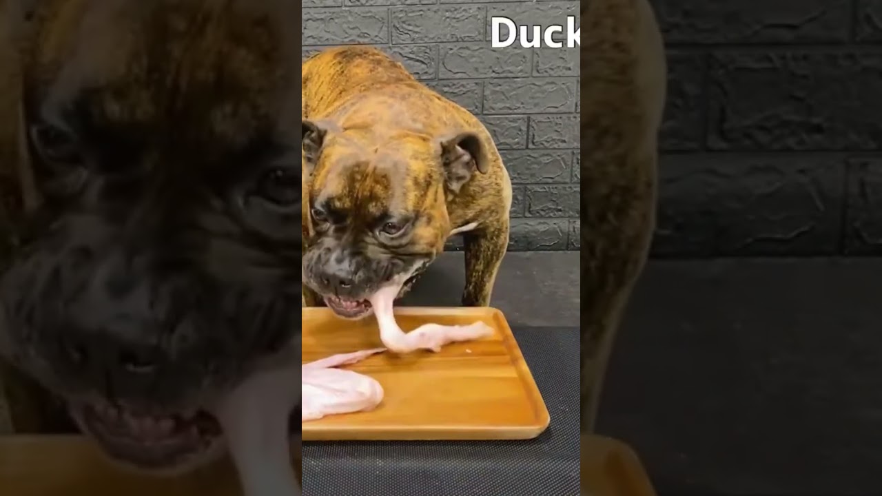 MUKBANG ASMR Dog eating Raw Duck Meats ＆ bones  【American Bully】#shorts