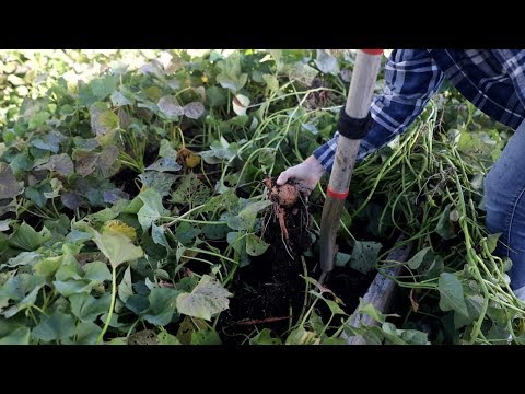 How To Harvest Sweet Potatoes