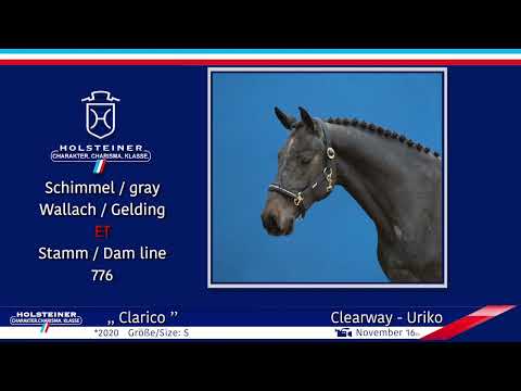 4. Holsteiner Winter-Chance 2022 | Nr. 107 v. Clearway - Uriko
