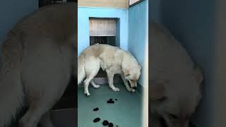 Video preview image #1 Retriever -Unknown Mix Puppy For Sale in Pasadena, CA, USA