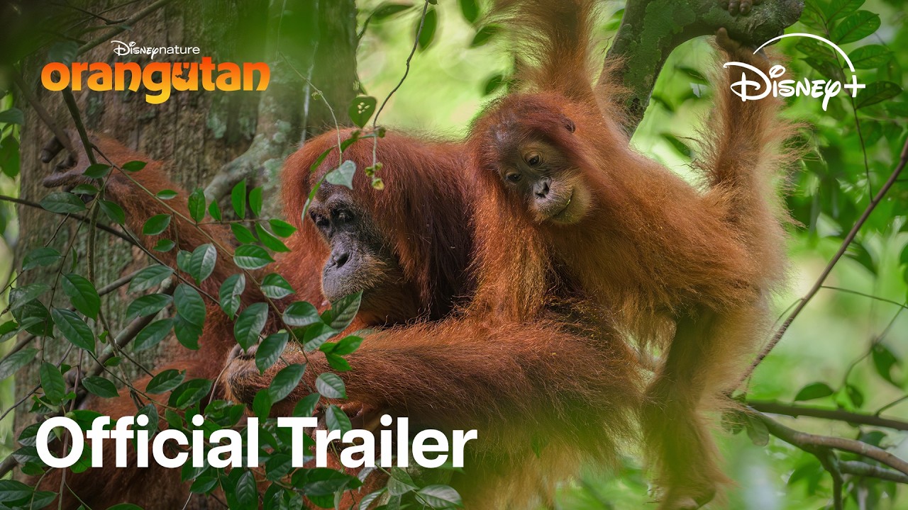 Miniature de la vidéo Stream On Disney+ April 22 du film Orang-outan