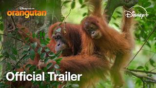 Disney+ (Plus) Disneynature’s Orangutan – 2026 – Official Documentary Trailer