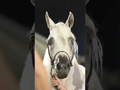 PHWCF 2023 - Glenn Jacobs representing Doha Stud, with Zawaher Fila winning the Mares 7-9 Class