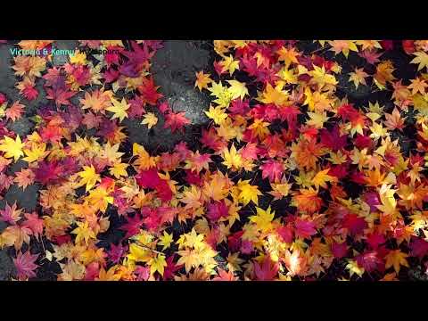 Sapporo at the end of October #japan #hokkaido #sapporo