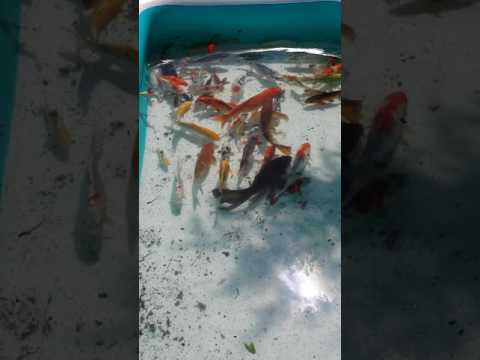Pool koi