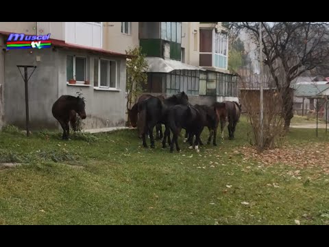 Jurnal MUSCEL TV 16.11.2021 Animale libere pe străzile din Câmpulung
