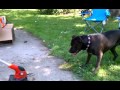 Willow vs. Weed eater - HazeAla Willow vs. Weed eater