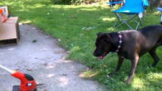 Willow vs. Weed eater