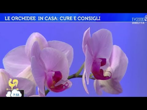 , title : 'Le orchidee in casa: cure e consigli'