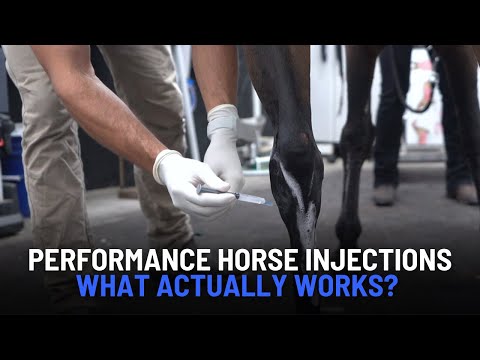 Equine Hock Arthritis: Steroid Injections vs. PRP, Arthramid & Other Joint Therapies