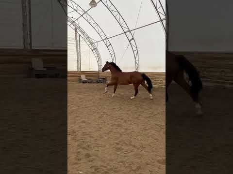 Captain Cody Z video 2