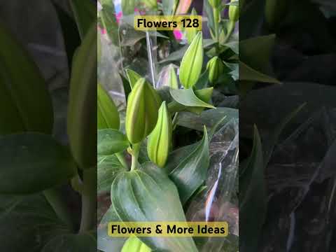 Flowers 128 - Flowers & More Ideas #gardens #greens #plants #lovely #floral @flowersmoreideas3639