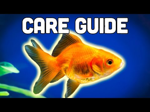 Fancy Goldfish Care Guide