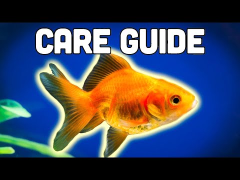 Fancy Goldfish Care Guide