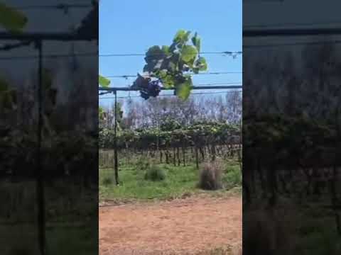 Uvas Almeida São João da Paraúna GO