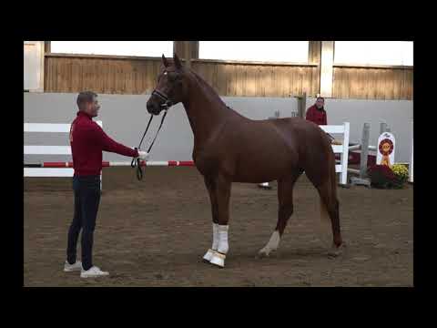 *18 HANN Stallion by Secret x Sir Donnerhall