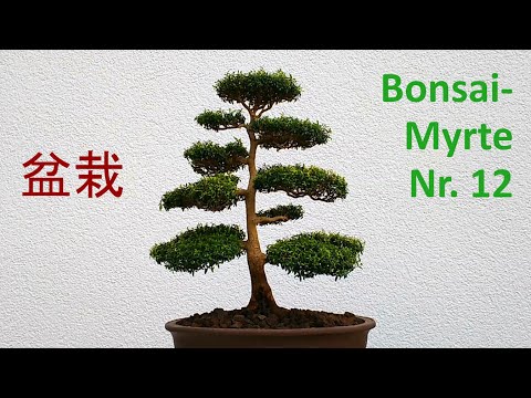 Myrtenbonsai Nr. 12