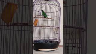 Download lagu cucak ijo mini bahan 2 hari gacor isian alam mp3 Download lagu cucak ijo mini bahan 2 hari gacor isian alam mp3