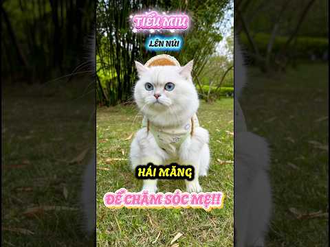 Tiểu Miu lên núi hái măng để chăm sóc cho mẹ #viral #viralreelsシ #viralshorts #viralshort