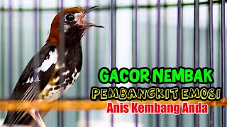 Download lagu ANIS KEMBANG GACOR NEMBAK, PEMBANGKIT EMOSI ANIS KEMBANG LOYO LANGSUNG ON mp3