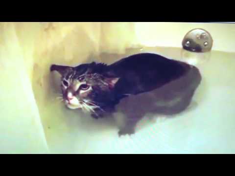 Rihanna STAY funny cats