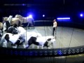 Zebras And Spinning Horses Oh My