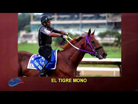 Recta Final a la Serie Hípica del Caribe 2017 - Copa Confraternidad