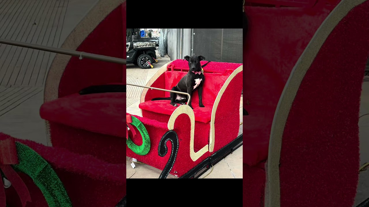 Enlarge Midnight, a Adoptable Labrador Retriever in Clovis, NM video 4/5