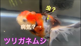 《金魚》前に発生してしまったツリガネムシについて症状、対応、対策