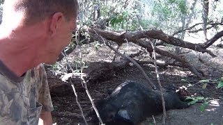 Big Texas Boar and a Small Sow by AR15