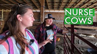 Boosting Her Micro Dairy Farm Profits with a Nurse Cow Program