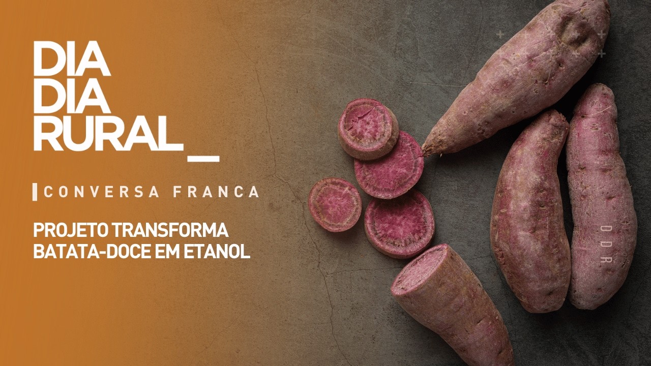 Projeto transforma batata-doce em etanol