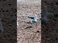Seagull Food Frenzy A Battle For Your Snacks Seagulls Beach Food Fyp Shorts Nature