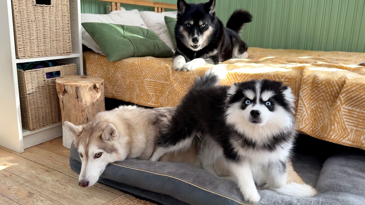 Dog’s Heart Finally Melts for New Puppy!