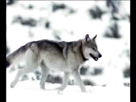 Seawolves Hockey Intro